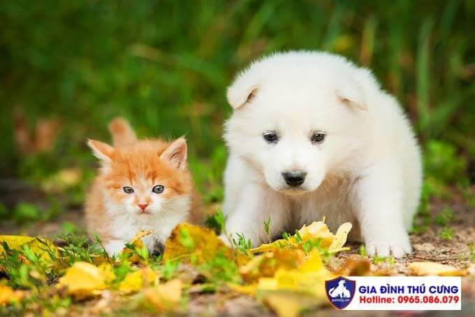 Hình ảnh chó Samoyed đáng yêu sẽ khiến bạn muốn ôm chúng thật chặt. Với bộ lông dày và trắng muốt và cái nhìn đầy tinh nghịch, chúng sẽ khiến bạn không thể rời mắt khỏi những hình ảnh đẹp như mơ này. Hãy khám phá ngay đi nào!